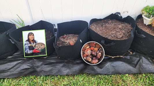 How to Grow Potatoes in Grow Bags