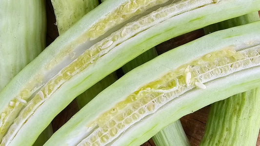 Discovering Indian Snake Cucumber: A Heat-Tolerant Cucumber For Your Garden