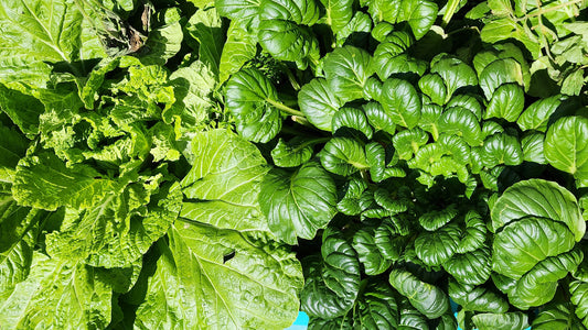 January Gardening Guide - What To Plant Now For Every Garden Zone