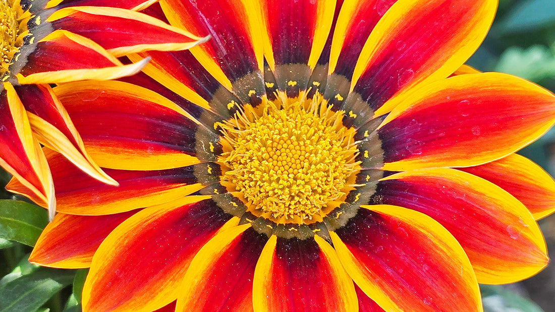June Garden Guide: What to start from seed or plant in the month of June