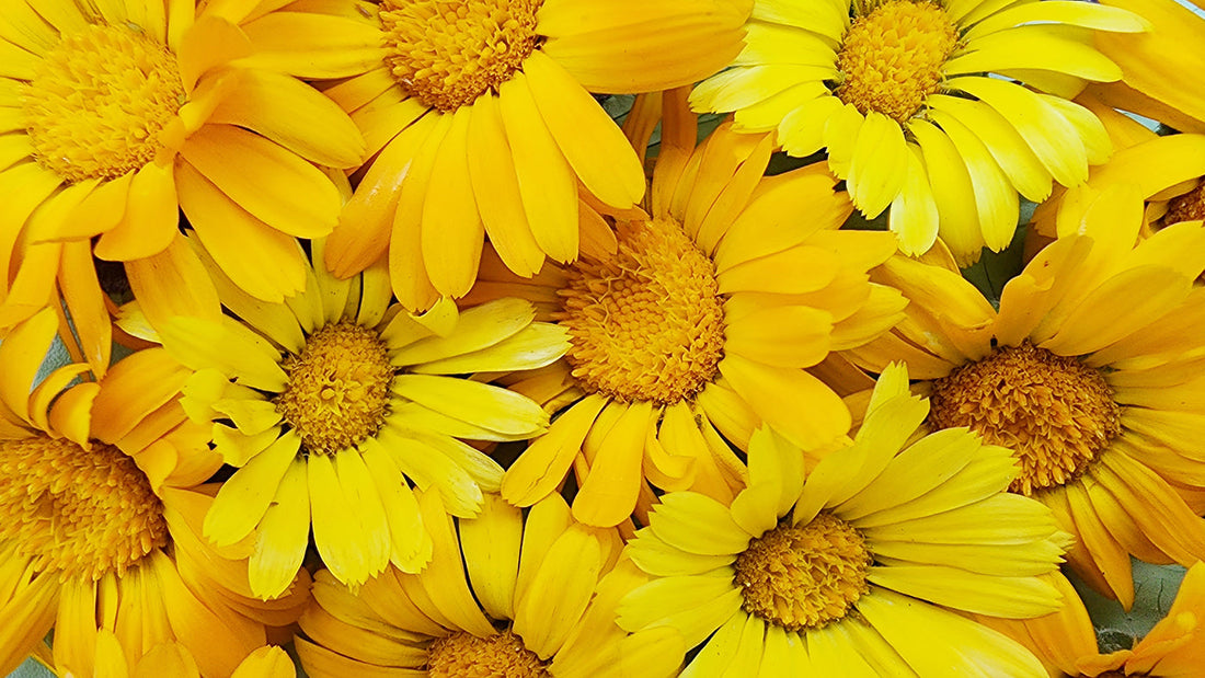 10 Vegetables to Direct Sow in May