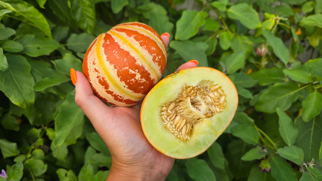 How to Grow Kajari Melons on a Trellis in Hot Climates
