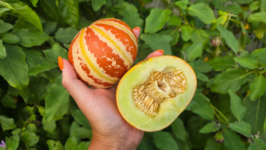 How to Grow Kajari Melons on a Trellis in Hot Climates