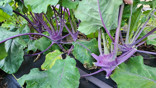 Kohlrabi Growing Guide