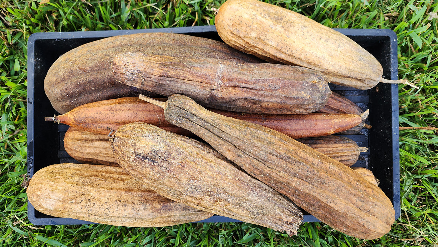 Growing Luffa from Seed: The Ultimate Harvest Guide – Jerra's Garden