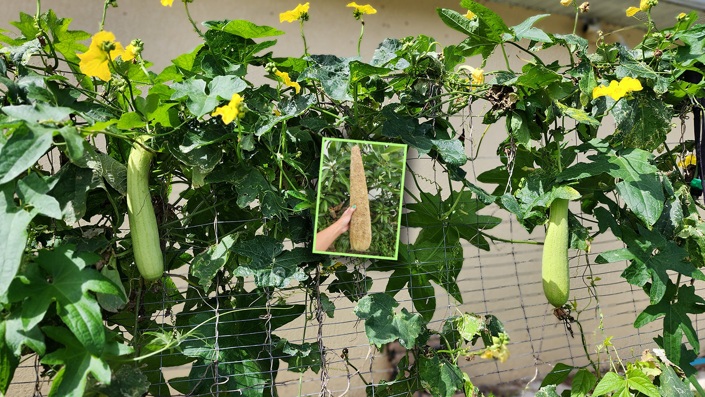 Luffa Process How to Grow & Quickly Germinate Luffa – Jerra's Garden