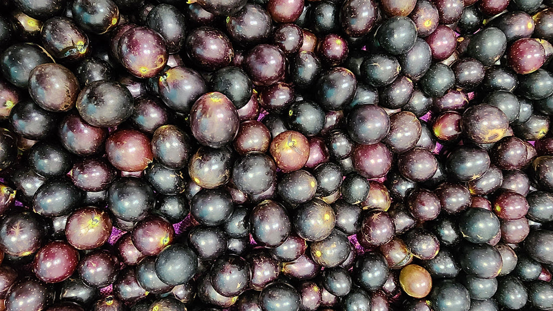 How to Make Muscadine Wine at Home - A Beginner-Friendly Step-by-Step Guide