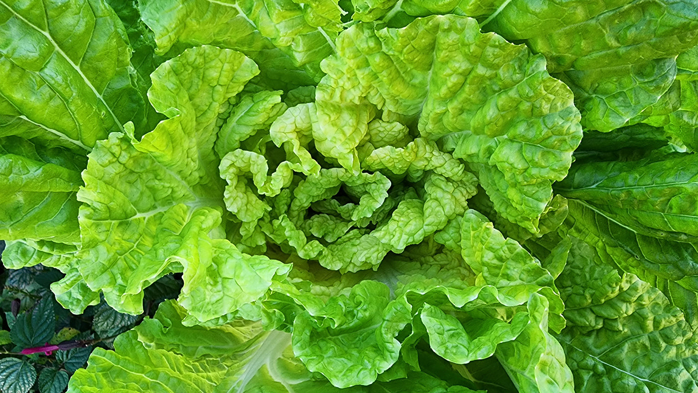 Napa Cabbage Growing Guide From Seed To Harvest – Jerra's Garden