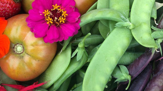 November Gardening Guide - What To Plant In November