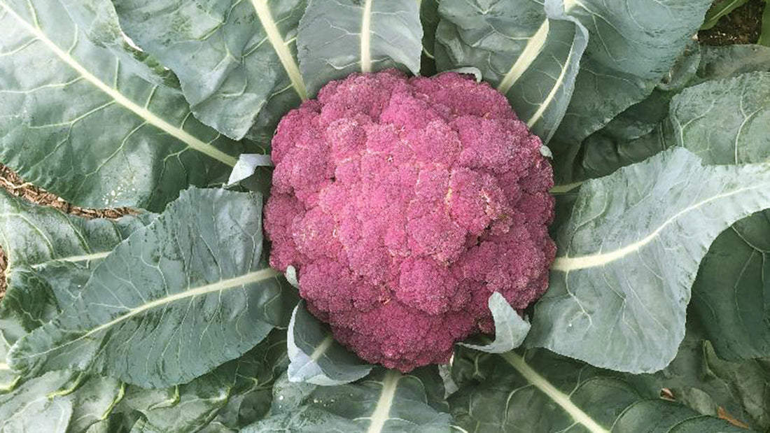 October Gardening Guide: What to plant NOW in the month of October