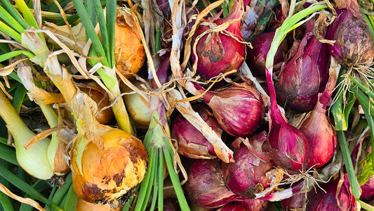 How & When To Harvest Onions + How To Cure Onions For Long Term Storage