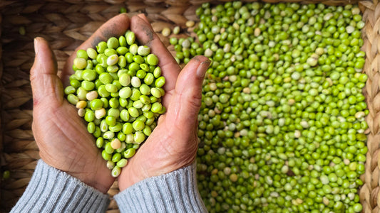 How to Grow Pigeon Peas (Guandules) From Seed to Harvest