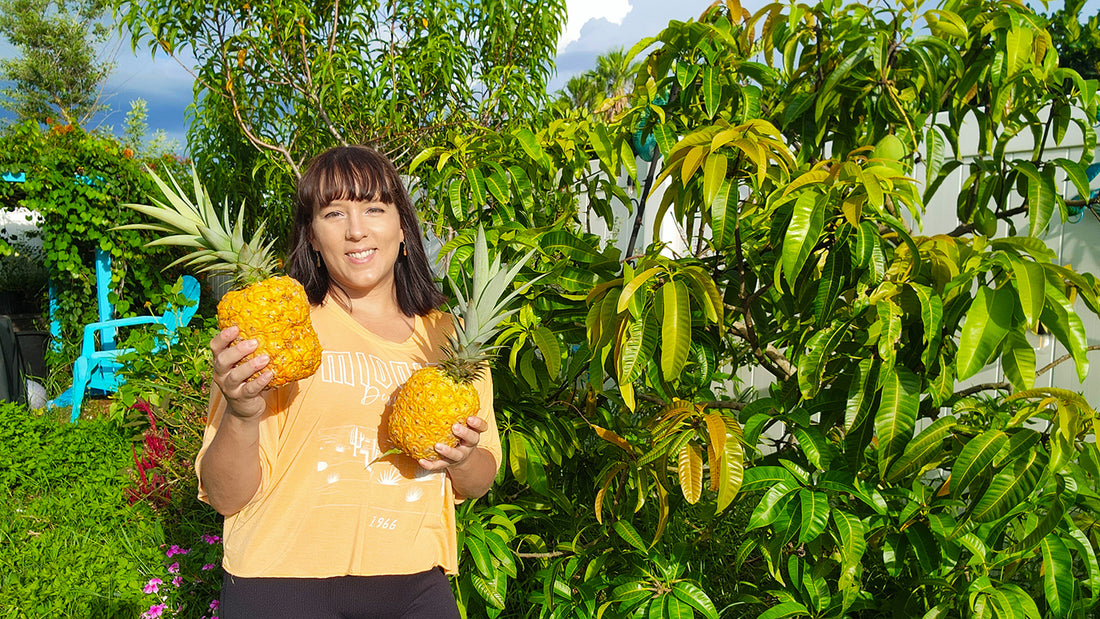 Pineapple Grow Guide: How To Grow Lots Of Pineapples For The Home Backyard Gardener