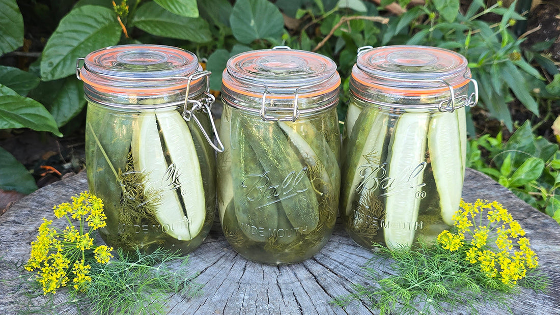 Quick Refridgerator Dill Pickles - No Canning Required