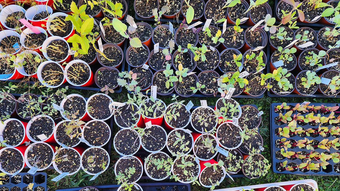 How to Plan and Plant Your Raised Garden Bed