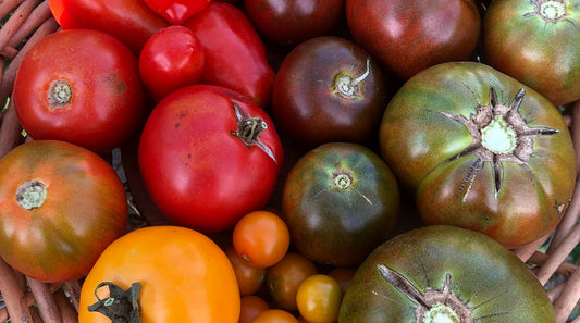 September Gardening Guide: What to plant NOW in the month of September