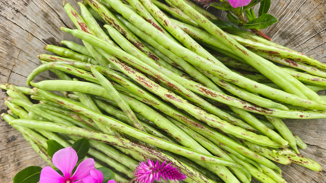 How To Grow Thai Soldier Long Beans: A Gardener's Guide From Seed To Harvest