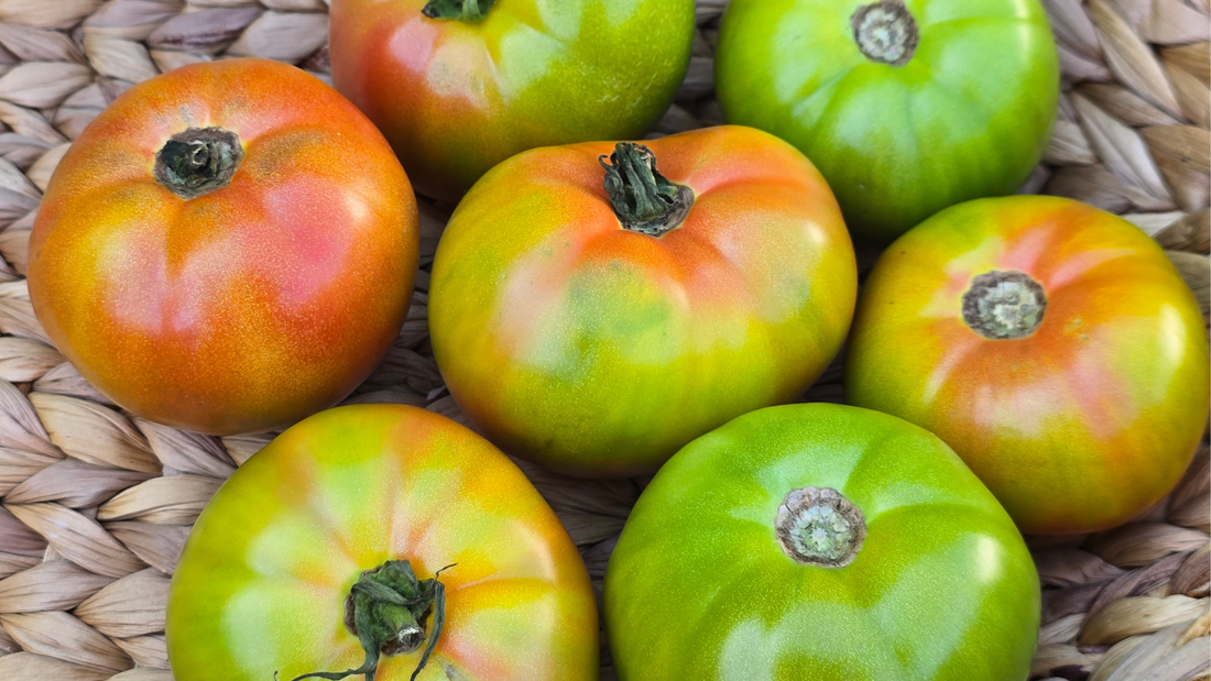 How to Ripen Green Tomatoes Fast Before Frost Arrives