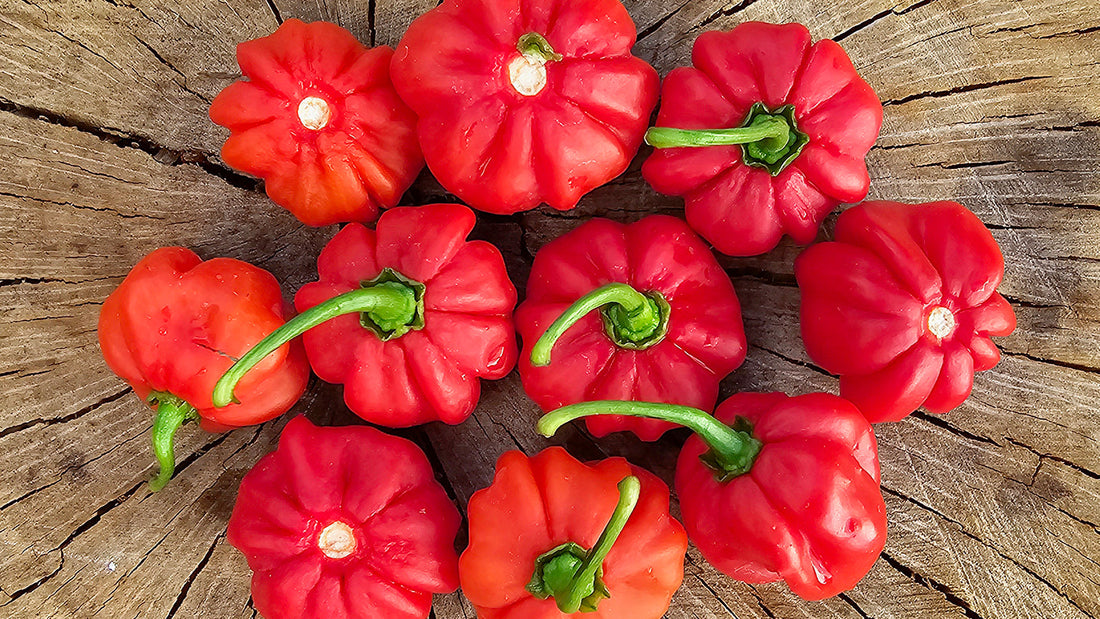 How to Winterize Your Pepper Plants for a Thriving Yield Next Season