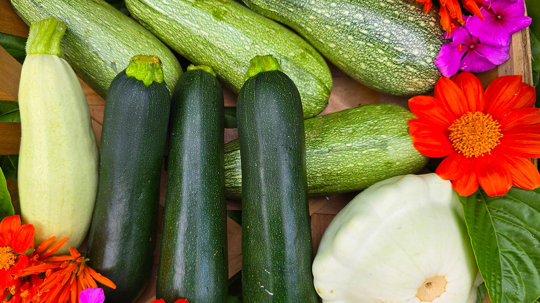 How To Grow Zucchini & Summer Squash From Seed To Harvest