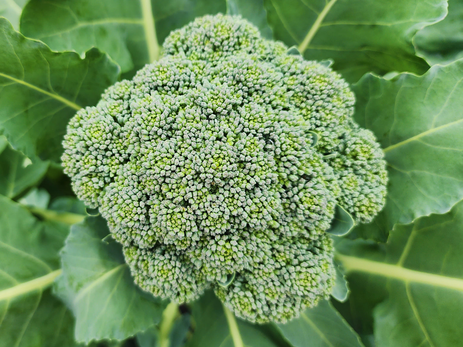 Broccoli & Cauliflower Seeds