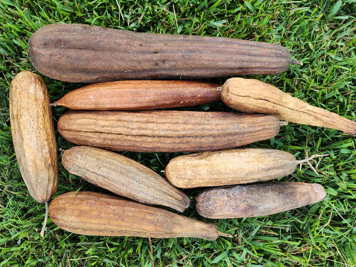 Luffa & Gourd Seeds