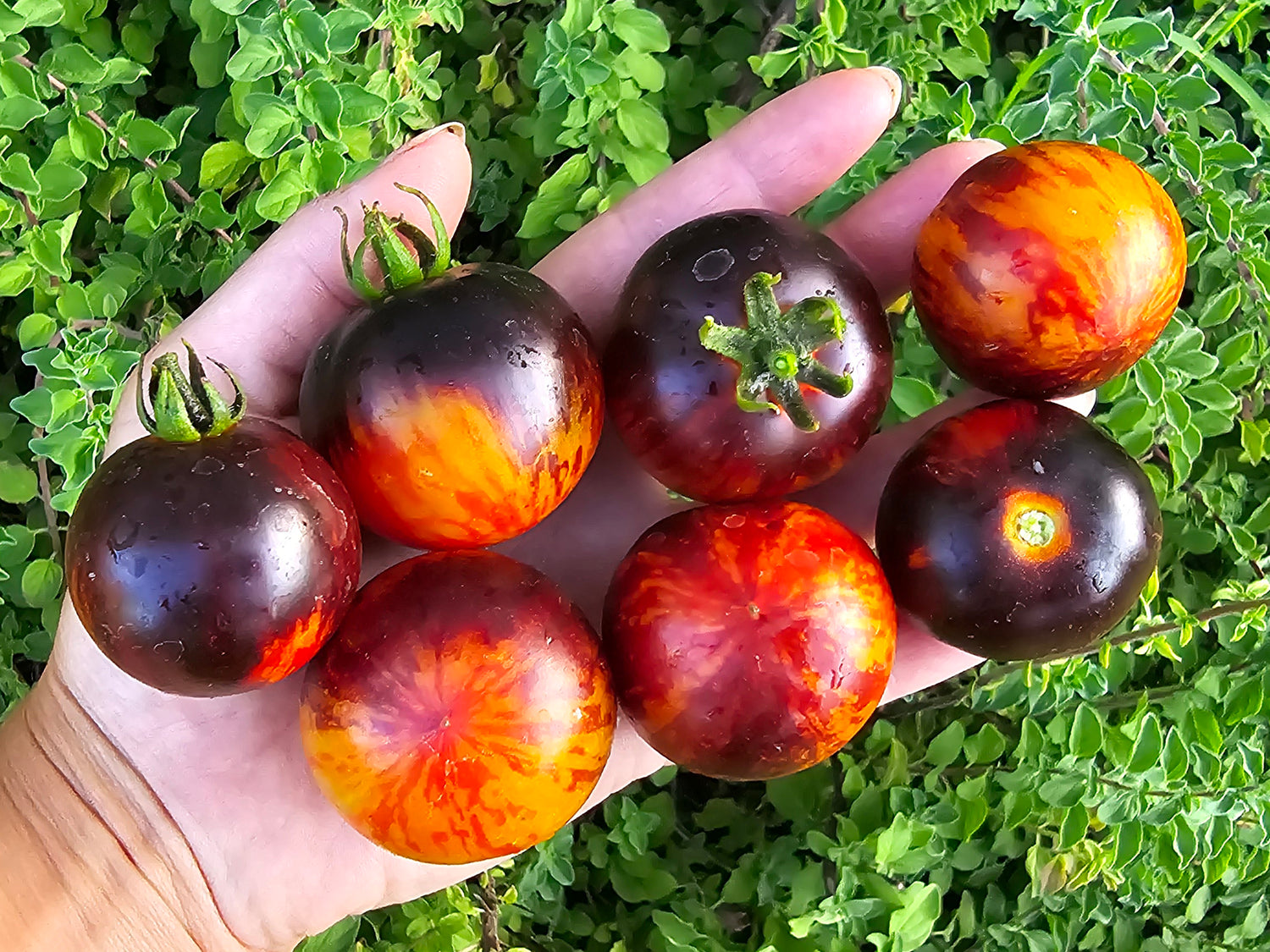Tomato Seeds - Cherry & Plum