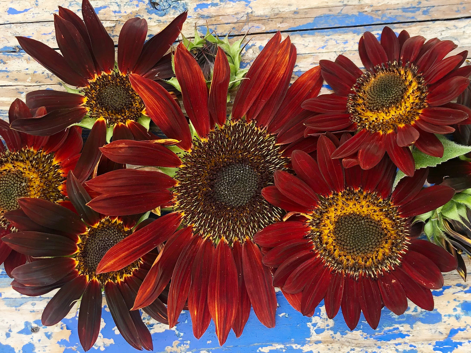 Flower Seeds