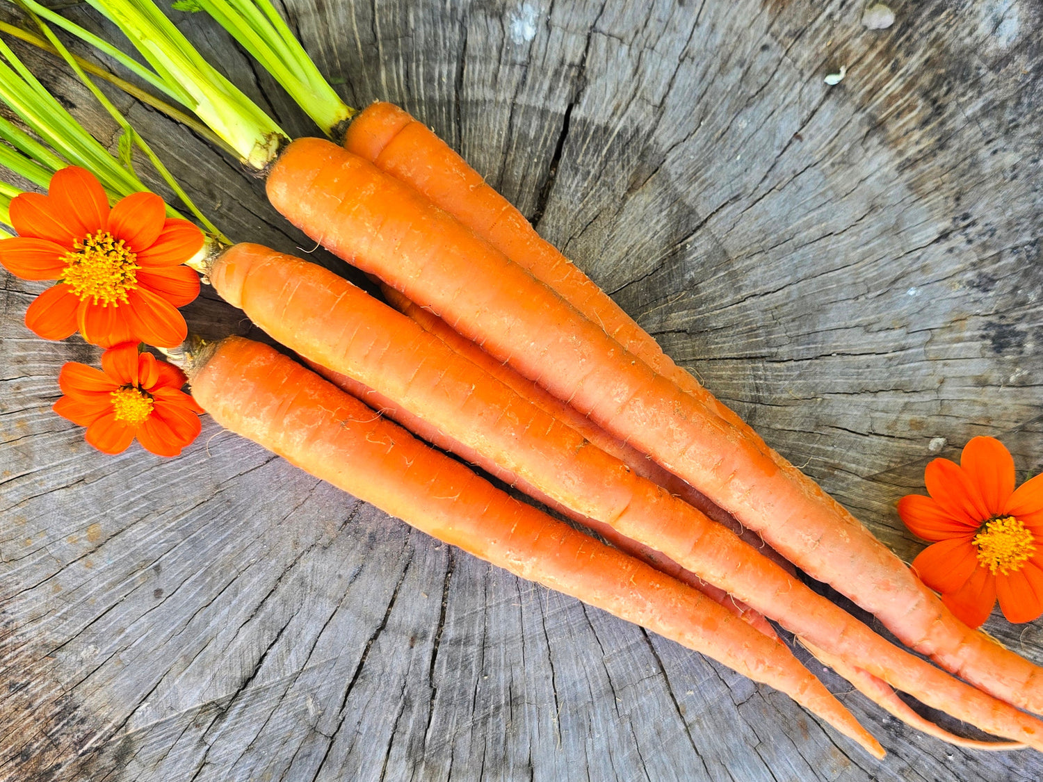 Carrot Seeds