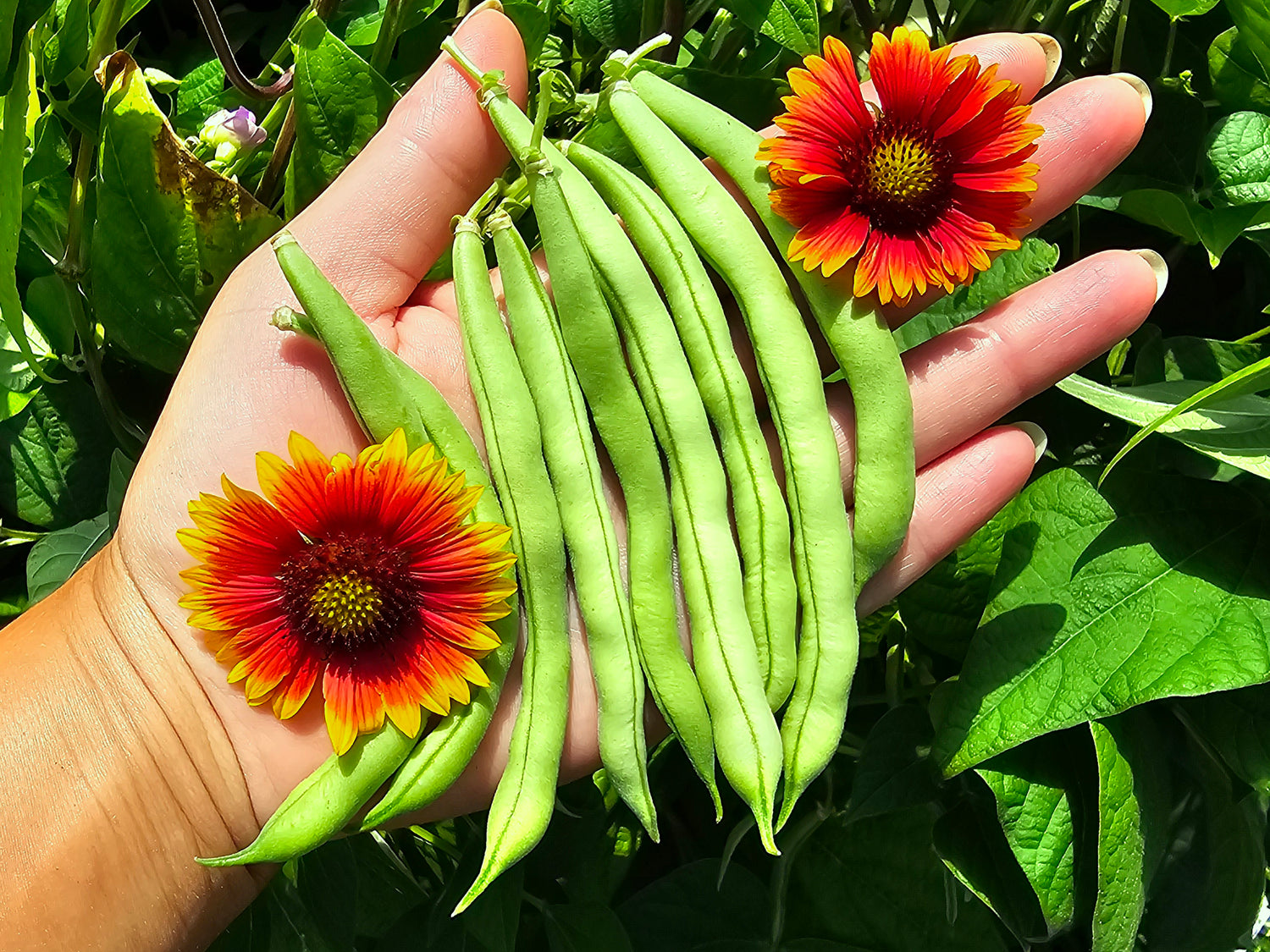 Bean Seeds - Pole, Bush, & Vining