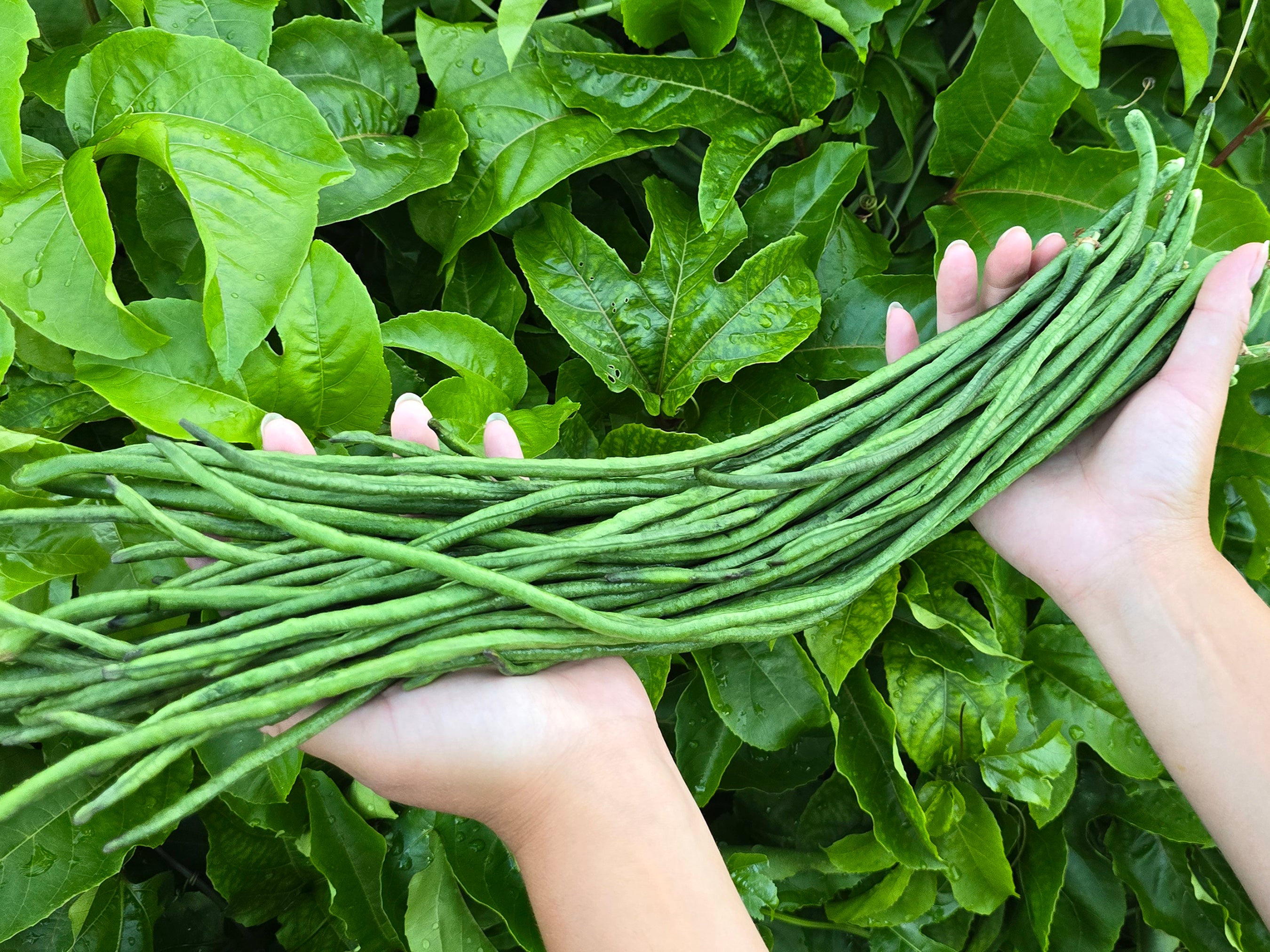 Bean Seeds - Yard Long, Cow Peas, Pigeon Peas – Jerra's Garden