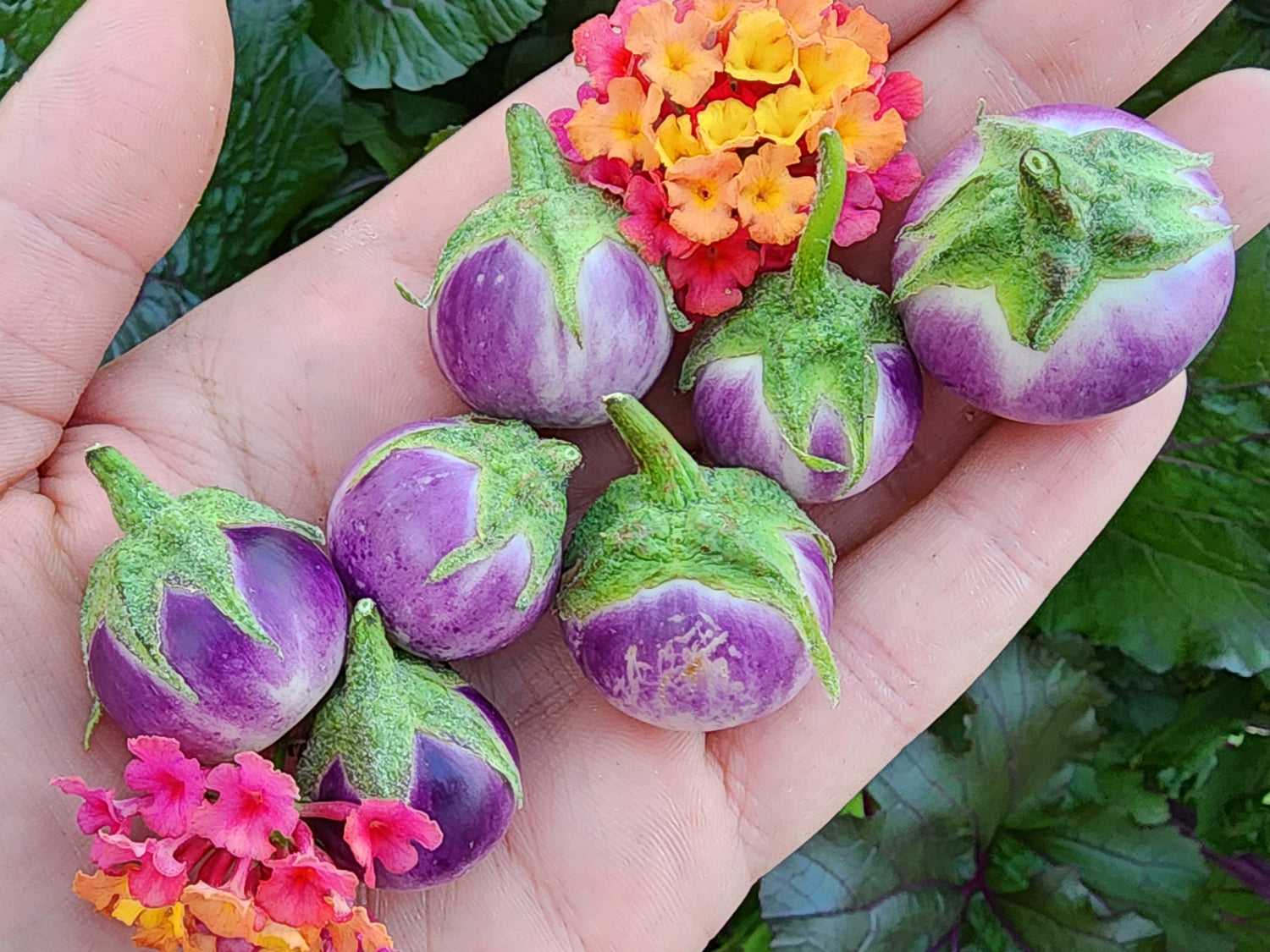 Eggplant & Okra Seeds