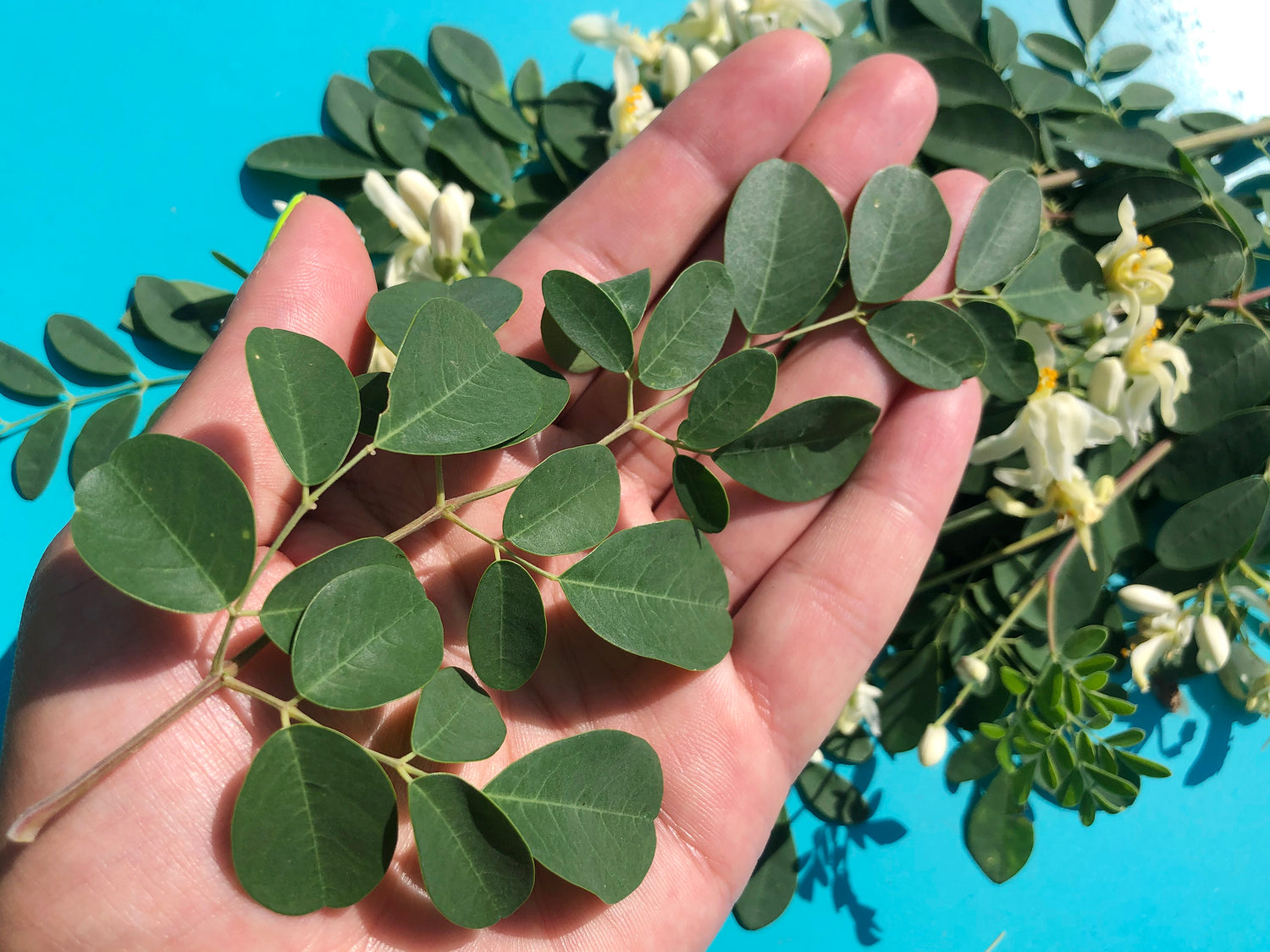 Superfood & Tea Plant Seeds