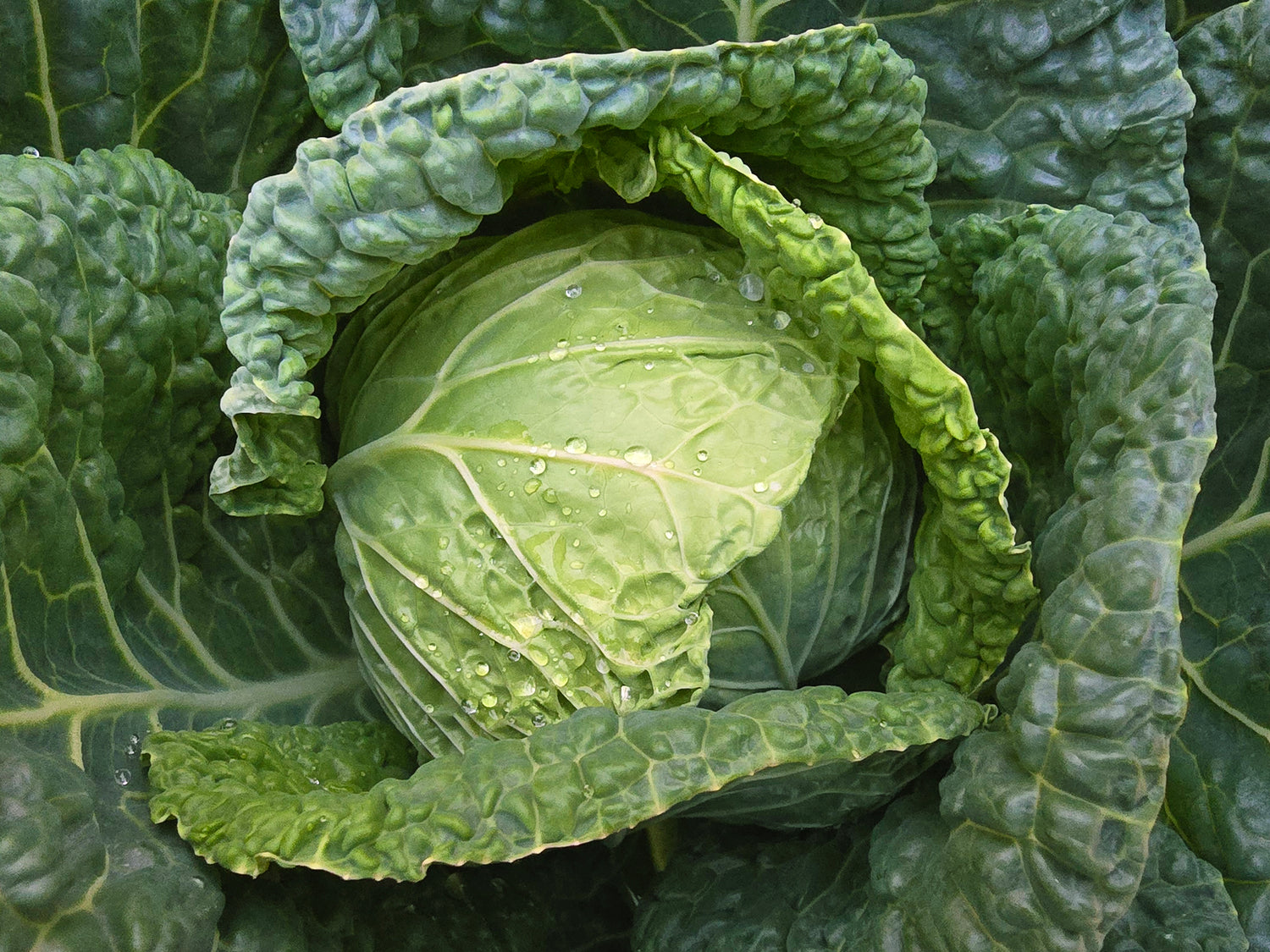 Cabbage Seeds