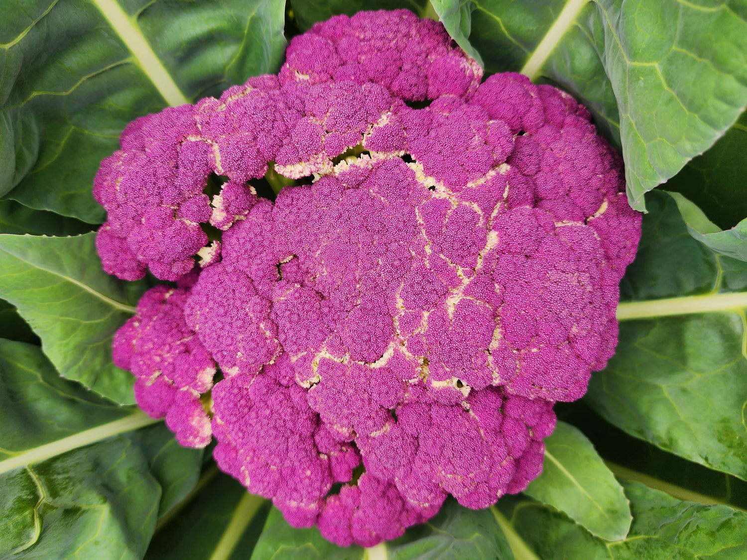 Cauliflower Seeds