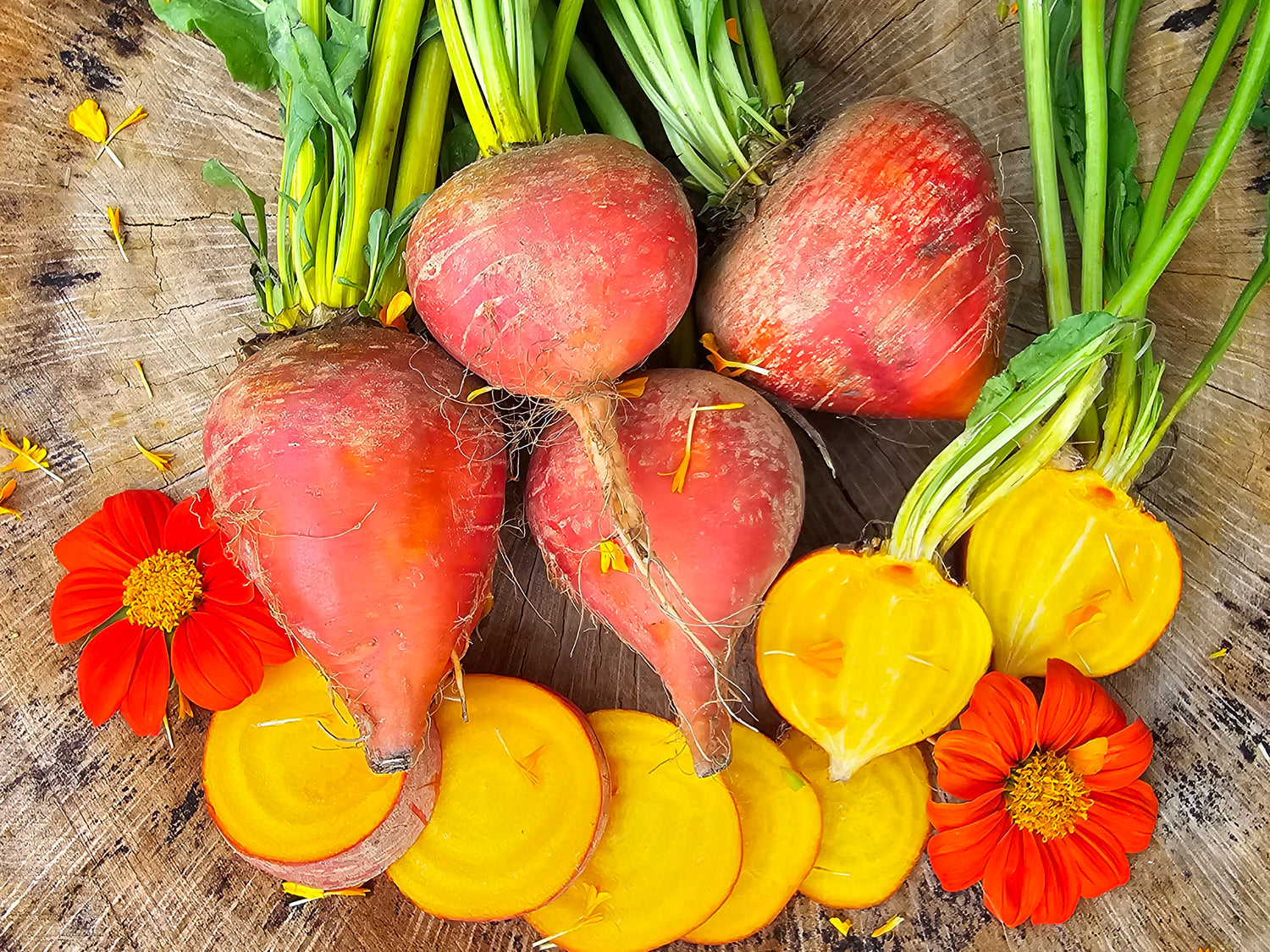 Radish, Beets, & Turnip Seeds