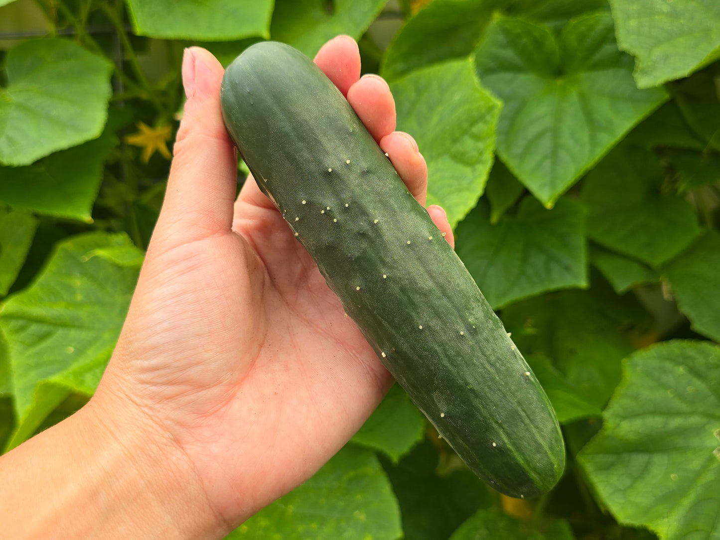 201 Hybrid Slicer Cucumber Seeds - High Disease Resistance