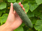 201 Hybrid Slicer Cucumber Seeds - High Disease Resistance