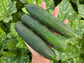 201 Hybrid Slicer Cucumber Seeds - High Disease Resistance