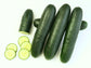 201 Hybrid Slicer Cucumber Seeds - High Disease Resistance