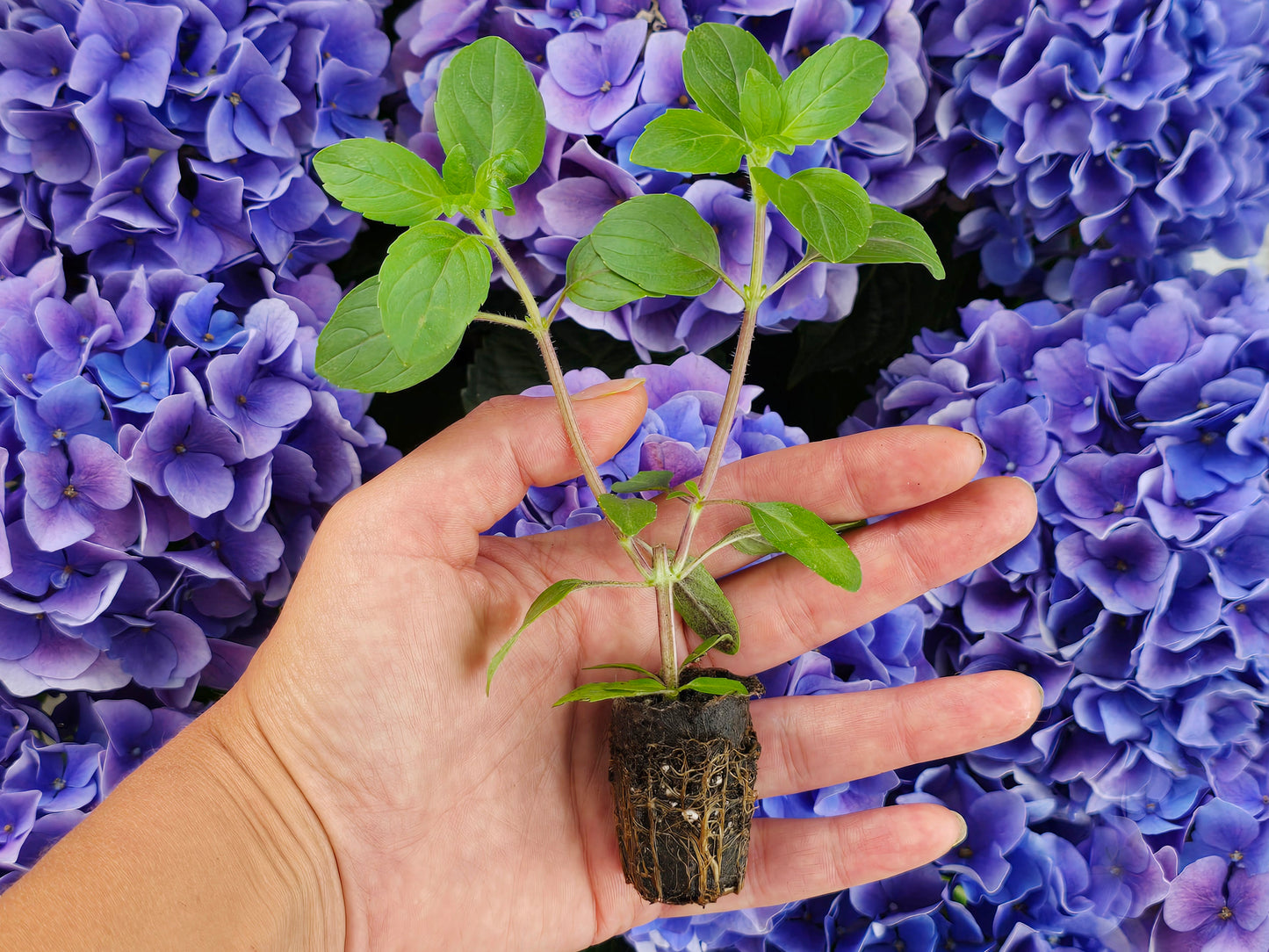 African Blue Basil LIVE Plant