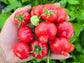 African Togo Cherry Tomato Seeds