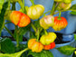 Aji Cachucha Pepper Seeds