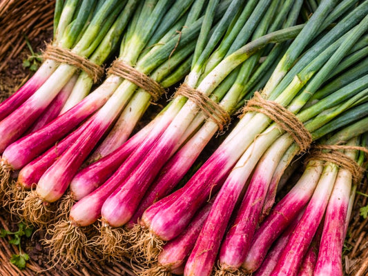 Akiba F1 Pink Japanese Negi aka Bunching Onion Seeds
