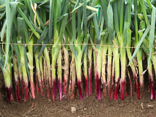 Akiba F1 Pink Japanese Negi aka Bunching Onion Seeds