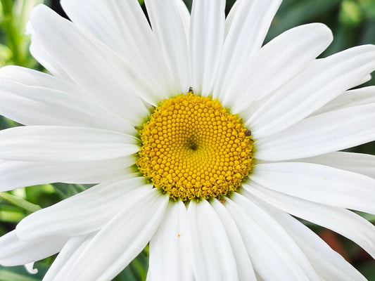 Alaska Shasta Daisy Flower Seeds