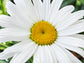 Alaska Shasta Daisy Flower Seeds
