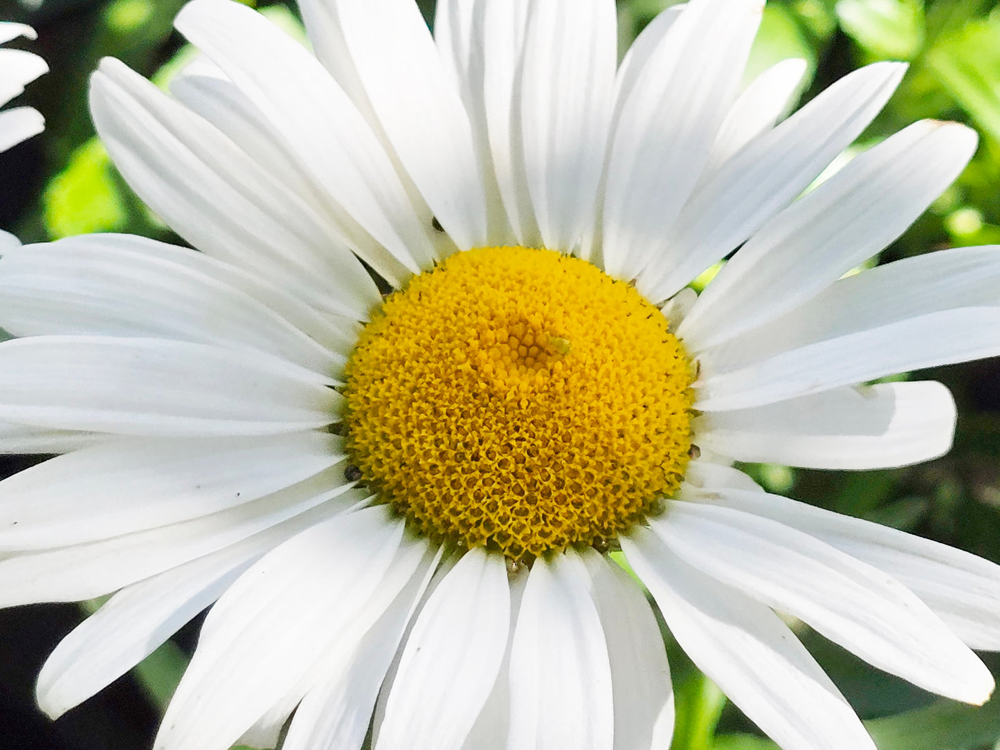 Alaska Shasta Daisy Flower Seeds