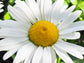 Alaska Shasta Daisy Flower Seeds