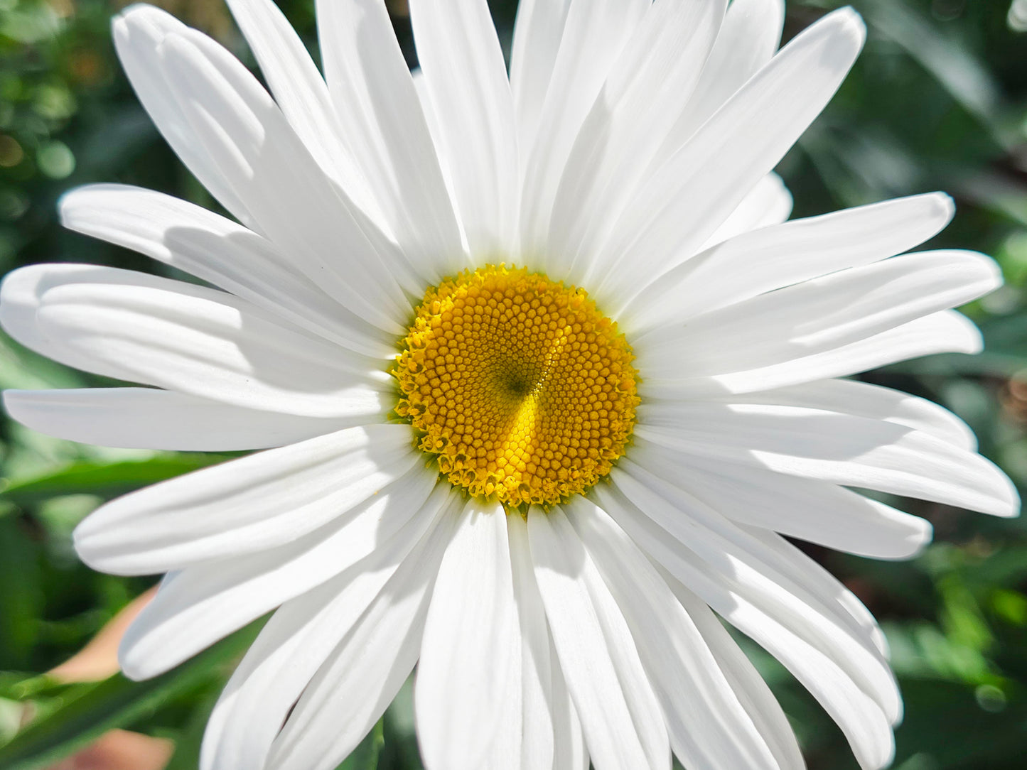 Alaska Shasta Daisy Flower Seeds